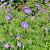 Geranium 'Brookside' Pot 9 cm
