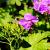 Geranium cant. 'Cambridge' Pot 9 cm