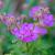 Geranium cant. 'Karmina' Pot 9 cm