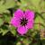 Geranium cin. 'Giuseppii' Pot 9 cm