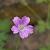 Geranium endressii Pot 9 cm