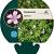 Geranium endressii Pot 9 cm