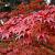 Acer palmatum Pot 20 Liter 150 - 175 cm