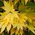 Acer shirasawanum 'Jordan' Pot 7,5 Liter 