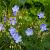 Geranium 'Johnson's Blue' Pot 9 cm