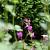 Geranium macr. 'Bevan's Variety' Pot 9 cm