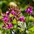 Geranium macr. 'Czakor' Pot 9 cm