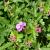 Geranium macr. 'Ingwersen's Var.' Pot 9 cm