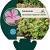 Geranium macr. 'Ingwersen's Var.' Pot 9 cm
