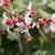 Geranium macr. 'Spessart' Pot 9 cm
