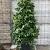 Camellia japonica Pot 110 liter 200 - 250 cm