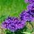 Geranium magnificum Pot 9 cm