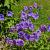 Geranium magnificum 'Rosemoor' Pot 9 cm