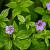 Geranium nodosum Pot 9 cm