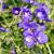 Geranium 'Orion' Pot 9 cm