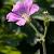 Geranium ox. 'Claridge Druce' Pot 9 cm