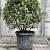 Elaeagnus ebb. 'Compacta' Bolvorm 60-70 cm