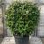 Elaeagnus ebb. 'Compacta' Bolvorm 80-90cm