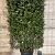 Elaeagnus ebb. 'Compacta' Scherm 130x200 (BxH)