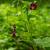 Geranium ph. 'Samobor' Pot 9 cm