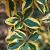 Elaeagnus ebb. 'Viveleg' Scherm 70x110 (BxH)