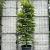 Fagus sylvatica Pot 150 liter 250 - 300 cm
