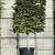 Fagus syl. 'Atropunicea' Stam 130 cm (Stamomtrek 25-30 cm) Leivorm 150x200 (BxH) 