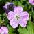 Geranium rivers. 'Mavis Simpson' Pot 9 cm