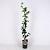 Hedera hibernica Pot 2 Liter80 - 100 cm