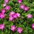 Geranium rivers. 'Russell Prichard' Pot 9 cm