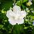 Hibiscus s. 'White Pillar' Pot 110 liter 200 - 250 cm