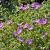 Geranium sanguineum Pot 9 cm