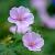 Geranium sanguineum striatum Pot 9 cm
