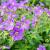 Geranium sylv. 'Mayflower' Pot 9 cm