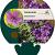 Geranium wlassovianum Pot 9 cm