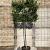 Ligustrum j. 'Texanum' stam 150 cm Leivorm 120x100 (BxH)  ijzer frame