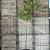 Liquidambar styraciflua Hoogstam (Stamomtrek 10-12 cm)