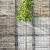 Liquidambar styraciflua Hoogstam (Stamomtrek 12-14 cm)