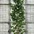 Liquidambar styraciflua 200 - 250 cm Geveerd