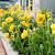 Geum chiloense 'Lady Stratheden' Pot 9 cm