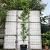 Liquidambar s. 'Worplesdon' 350 - 400 cm Geveerd