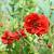 Geum chiloense 'Mrs Bradshaw' Pot 9 cm