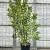 Magnolia 'Betty' Pot 90 Liter 175 - 200 cm