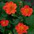 Geum coccineum 'Borisii' Pot 9 cm