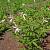 Gillenia trifoliata Pot 9 cm