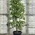 Nyssa sylvatica Pot 50 Liter 175 - 200 cm