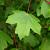 Acer campestre Hoogstam Leivorm