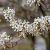 Amelanchier lamarckii Pot 500 Liter 350 - 400 cm