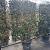 Elaeagnus ebb. 'Compacta' Scherm 160 x 110