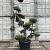 Ilex crenata 'Kimmei' Pot 30 Liter Bonsai